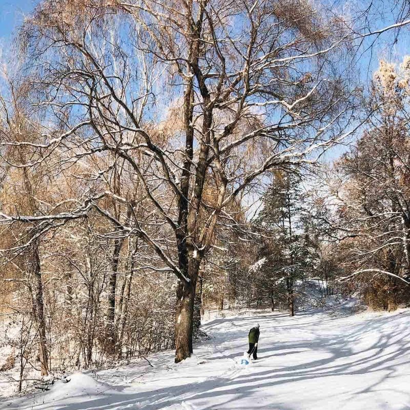 Land and trees covered with snow and a man wearing black walking in the middle with his dog.