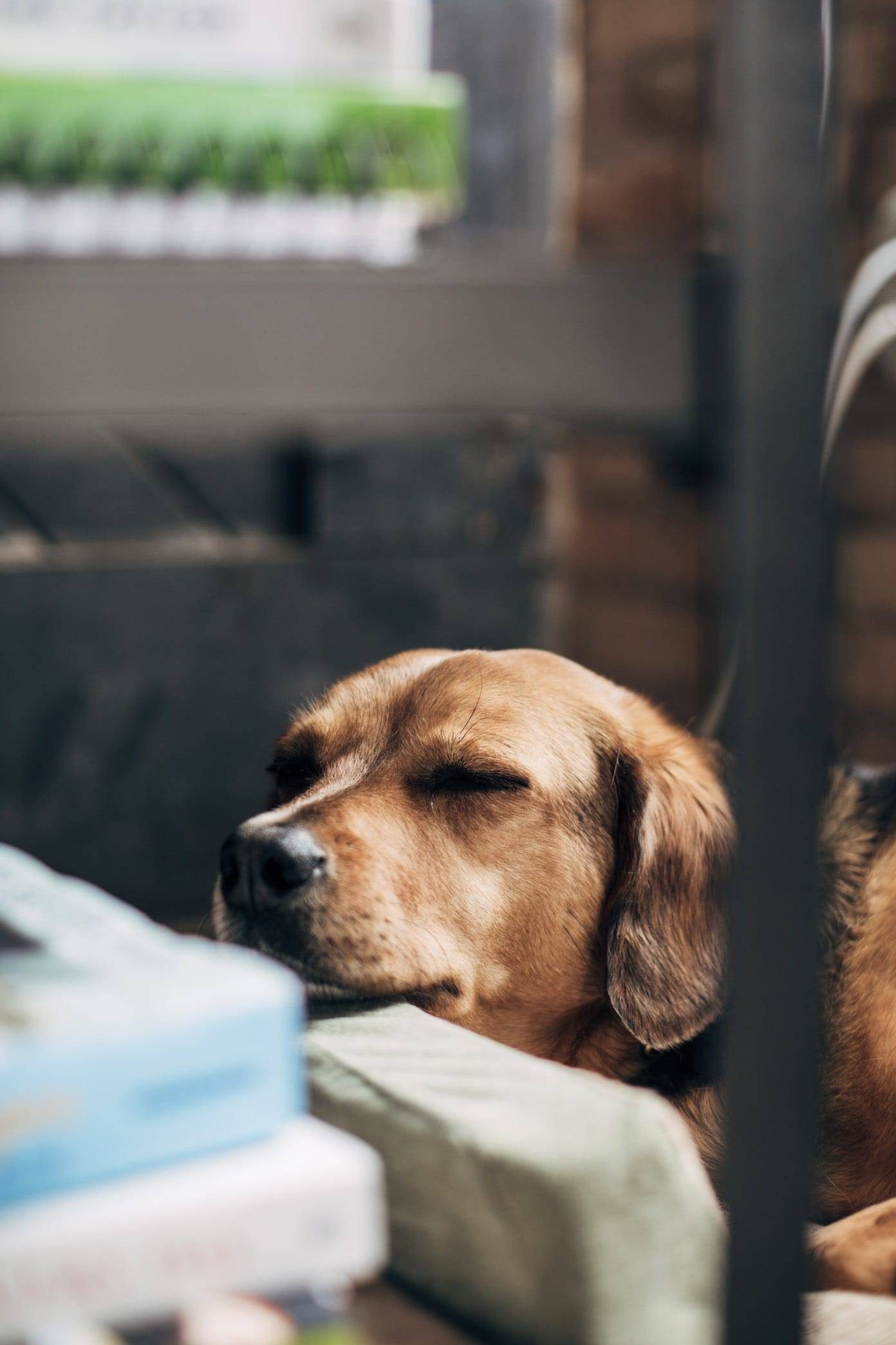 Dog closing her eyes.